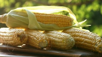 Соглашения по экспорту кукурузы в Китай подпишут уже сегодня