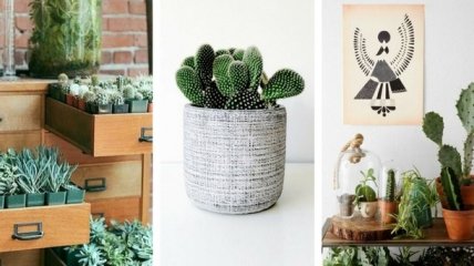 21 доказательство того, что кактус – это лучшее комнатное растение