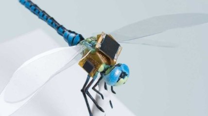 Киборгизацию насекомых упростят оптогенетикой