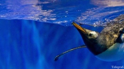 Океанариумом в киевском зоопарке заинтересовалась прокуратура