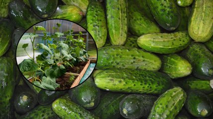 Какие огурцы посадить в 2026 году