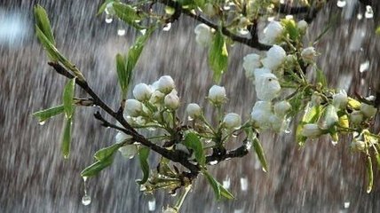 Погода в Украине 14 мая: холодно, дождь 
