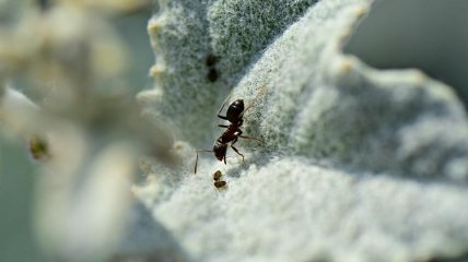 Как избавиться от тли и муравьев на даче