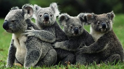 Самые распространенные и самобытные животные Австралии (Фото) 