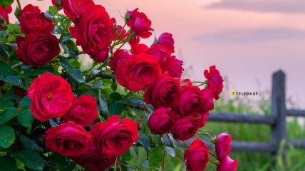 Троянди вміють тішити око