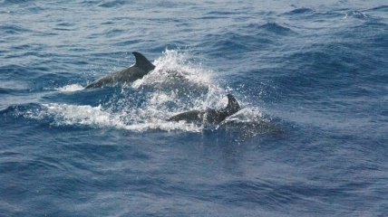 В Черном море стало меньше дельфинов и больше мусора