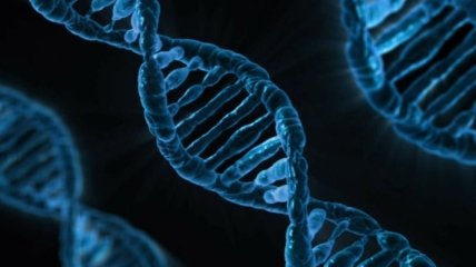 Ученые выделили ДНК из найденной древнейшей жвачки