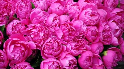 Пионы порадуют пышным цветением