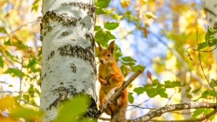 30 березня було заведено збирати бруньки берези