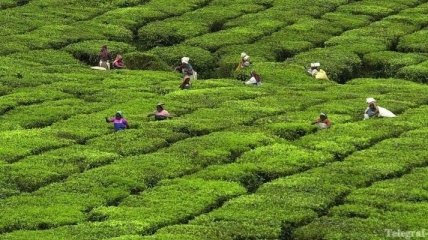 Сборщики чая в Индии заживо сожгли начальника