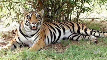 Тигр похитил женщину в Индии