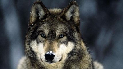 Ученые сделали необычное открытие о волках