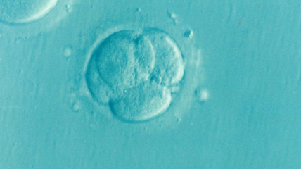 В Японии обсудят проект по генному "редактированию" эмбриона человека