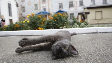 Во Франции ищут "серийного убийцу кошек"