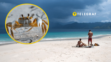 Краб на пляжі нірку робив