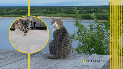 Кошачьи умеют плавать