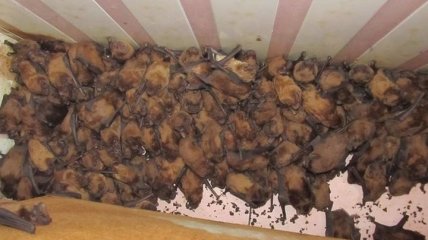 На балконе во Львове нашли почти 2 тысячи летучих мышей