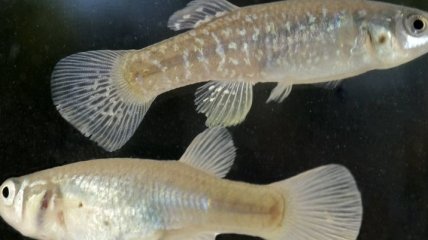 Тропические рыбки адаптировались к токсинам за полвека