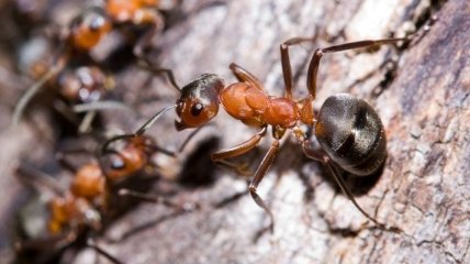 На Бродвее открыт новый вид муравьев