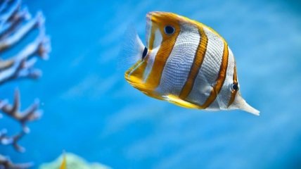 Ученые открыли новое свойство морской рыбы