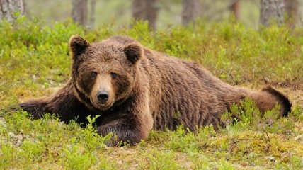 Как живут бурые медведи в Финляндии (Фото)