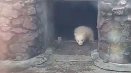 В зоопарке Николаева впервые вывели на прогулку маленького медвежонка (Видео)