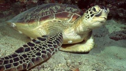 В США пытаются спасти редкую морскую черепаху