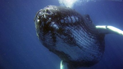 Горбатый кит кормит своих детенышей: редкие кадры (Видео)