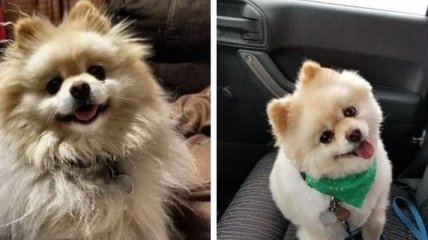 До и после: лохматые собаки, которые сильно преобразились после стрижки (Фото) 