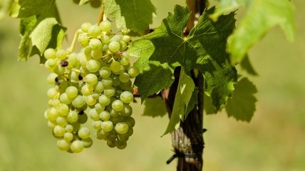 Виноград не тільки приносить смачні плоди, а й прикрашає садову ділянку