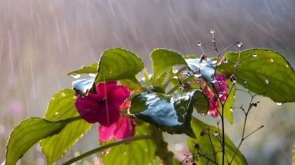 Весенний дождь