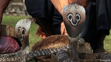 Змеиный конкурс красоты прошел в Таиланде