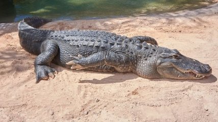 Крокодил з'їв порушника карантину в Руанді