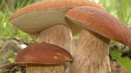 Эксперты считают, что стоимость грибов в Украине будет расти