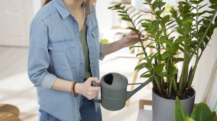 Який дренаж врятує ваші рослини