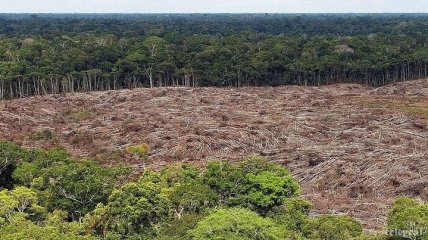 "Легкие планеты": В Бразилии вырубка лесов Амазонии достигла рекордной отметки
