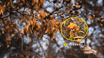 Растение деревогубец