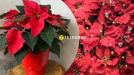 Пуансетия рождественская