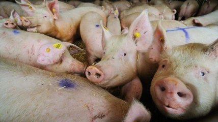 На Харьковщине установлены дезбарьеры из-за свиной чумы в России