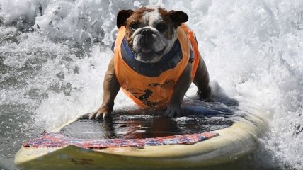 Соревнования по собачьему серфингу в Калифорнии (Фото)