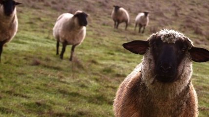В 2012 году в Украине количество овец и коз увеличилось на 10,2%