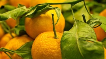 Грузия начала поставлять в Россию апельсины и мандарины