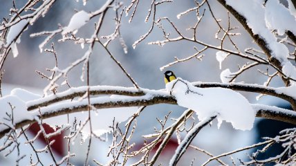Філімонов день у 2023 році відзначається 14 грудня (раніше 27 грудня)