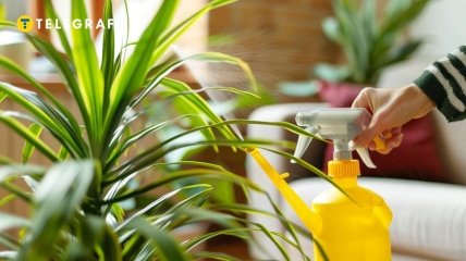 Комнатные растения нуждаются в правильном уходе (изображение создано с помощью ИИ)