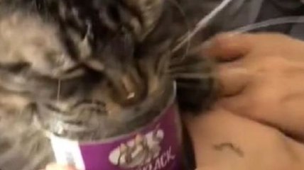 Кот дорвался до банки с кошачьей мятой и стал звездой в сети (видео)