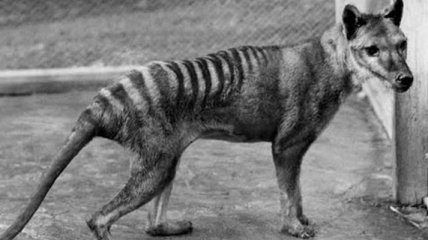 Ученые впервые выделили геном вымершего тасманийского волка