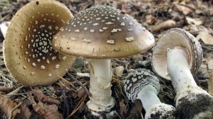 В Одесской области семья отравилась грибами: умерли беременная мать и сын