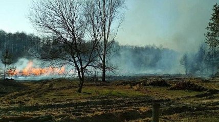 Пожар в лесничестве на Черниговщине тушили авиацией: фото