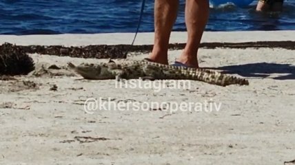 Доки це буде тривати? Мережу схвилювали фото крокодила на пляжі в Скадовську