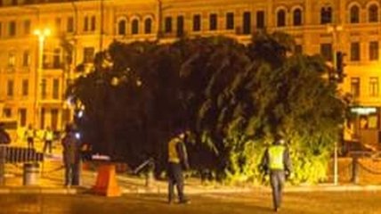 Главная елка таки доехала в Киев